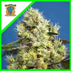 Sweet gelato auto x3+1 Sweet seeds
