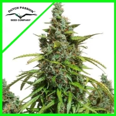 Mazar auto x3 Dutch passion