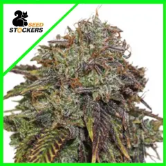Gelato 41 auto x3 Seed stocker