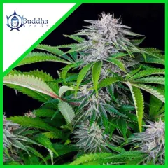Tangie auto x3+1 Buddha seeds