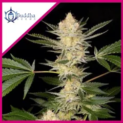 Dosi2 fem x3+1 Buddha seeds