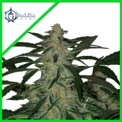 Deimos auto x3+1 Buddha seeds