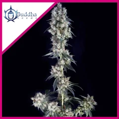 Cookie fem x3+1 Buddha seeds