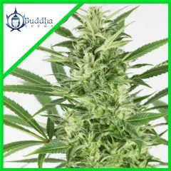 Skunk auto x3+1 Buddha seeds