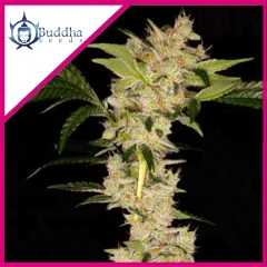 Gorilla fem x3+1 Buddha seeds