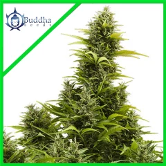 Medikit cbd auto x3+1 Buddha seeds