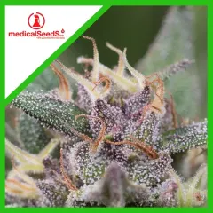 Blue hell auto x3+2 Medical seeds