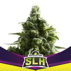 Super lemon haze fem x2 Bsf