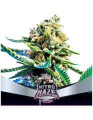 Nitro haze fem x4 Bsf