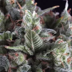 Olympia auto x3+1 Pyramid seeds