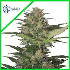 Red dwarf auto x3+1 Buddha seeds
