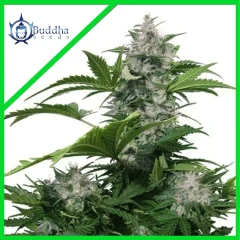White dwarf auto x3+1 Buddha seeds