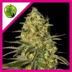 Black dream fem x3+1 Eva seeds