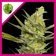 Gipsy haze fem x3+1 Eva seeds