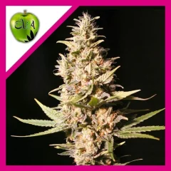 Missing in barcelona fem x3+1 Eva seeds