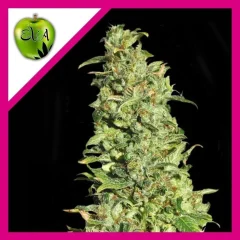 High level fem x3+1 Eva seeds