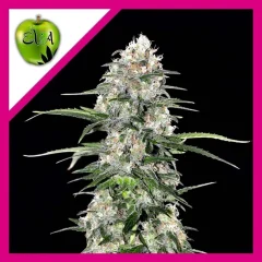 Jamaican dream fem x3+1 Eva seeds
