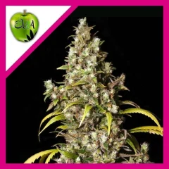 Monster fem x3+1 Eva seeds