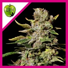 Tnt kush fem x3+1 Eva seeds