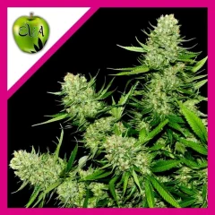 Veneno fem x3+1 Eva seeds