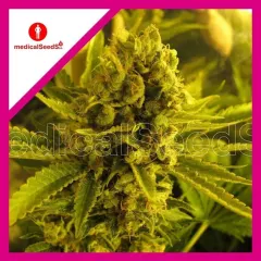 Channel + fem x3+2 Medical seeds
