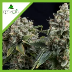 Tutankhamon auto x3+1 Pyramid seeds