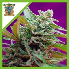Black jack auto x3+1 Sweet seeds