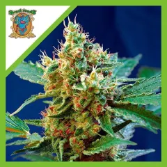 Cream mandarine xl auto x3+1 Sweet seeds