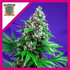Killer kush f1 x3+1 Sweet seeds