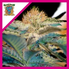Moham ram fem x3+1 Sweet seeds