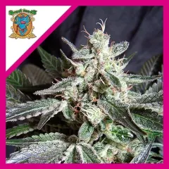Black jack fem x3+1 Sweet seeds