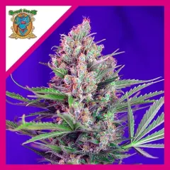 Cream mandarine f1 fem x3+1 Sweet seeds