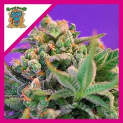 Sweet cheese fem x3+1 Sweet seeds