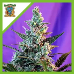 Sweet skunk auto x3+1 Sweer seeds