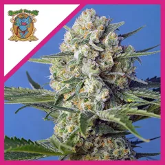 Crystal candy fem x3+1 Sweet seeds