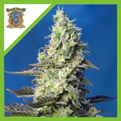 Green poison xl auto x3+1 Sweet seeds