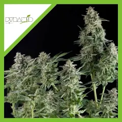 Northen lighs auto x3+1 Pyramid seeds