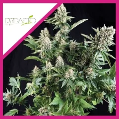 White widow fem x3+1 Pyramid seeds