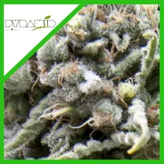 White widow auto x3+1 Pyramid seeds