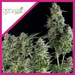 Olympia fem x3+1 Pyramid seeds