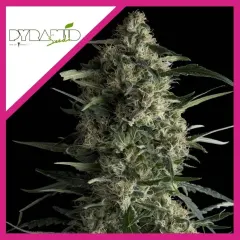 Galaxy fem x3+1 Pyramid seeds