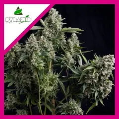 Tutankhamon fem x3+1 Pyramid seeds