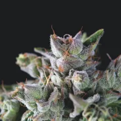 Gorilla fem x3+1 Pyramid seeds