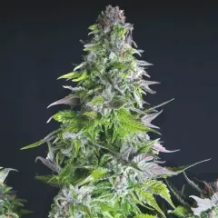Romulan fem x3+1 Pyramid seeds