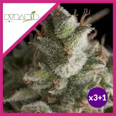 Fresh candy fem x3+1 Pyramid seeds