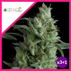 Kryptonite fem x3+1 Pyramid seeds