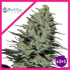Morpheus fem x3+1 Buddha seeds