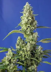 Gorilla girl xl auto x3+1 Sweet seeds