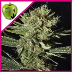 Only cbd fem x3+1 Eva seeds