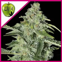 Tnt kush cbd fem x3+1 Eva seeds